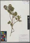 Foto von Salix vestita Pursh